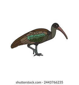 Hadada Ibis.Vector illustration isolated on white background.