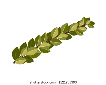 Hadas, myrtle. Illustration of a plant for the Sukkot holiday.