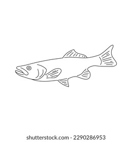 Haddock fish hand drawing. Vector illustration.