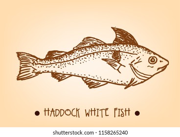 Haddock fish Hand Sketch