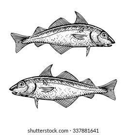 Haddock Illustration