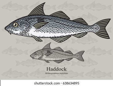 Haddock, Offshore Hake. Vector illustration with refined details and optimized stroke that allows the image to be used in small sizes (in packaging design, decoration, educational graphics, etc.)