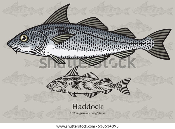 Haddock, Offshore Hake. Vector illustration with\
refined details and optimized stroke that allows the image to be\
used in small sizes (in packaging design, decoration, educational\
graphics, etc.)
