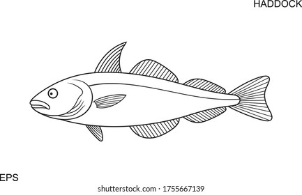 Haddock outline.  Isolated haddock on white background