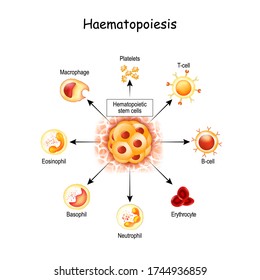 Haematopoiesis Is The Formation Of Blood Cells. All Cellular Blood Components Are Derived From Hematopoietic Stem Cells. Hemocytoblast In Red Bone Marrow, White And Red Blood Cells, Macrophage 