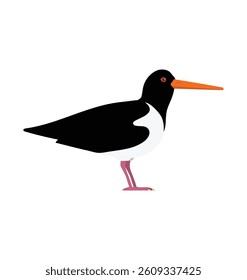 Haematopus ostralegus - Eurasian oystercatcher seen in Side view