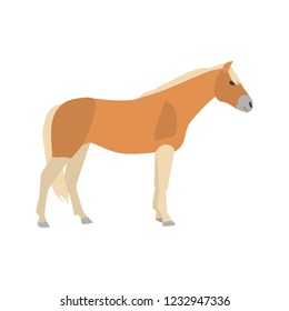 Haflinger horse color vector icon. Flat design