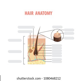 Hair anatomy blank illustration vector on white background. Madical concept.