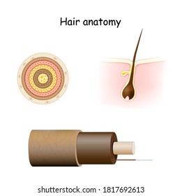 Hair Anatomy. Cross Section, And Cell Structure Of The Hair Shaft. Part Of Skin (epidermis And Dermis) With A Hair Root In Follicle.