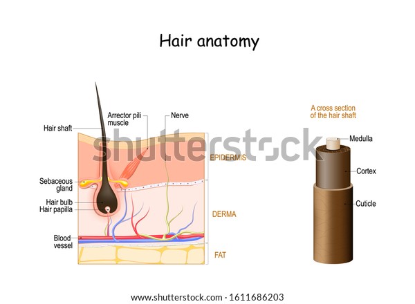 Hair anatomy. Cross section of the hair\
shaft. skin layers with hair follicle and Arrector pili muscle.\
Vector diagram. Detailed medical\
illustration