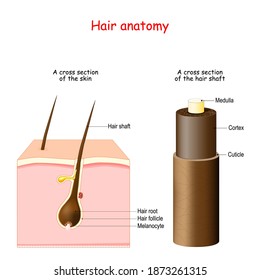 Hair Anatomy. Cross Section Of The Skin With Melanocytes, Hair Root, And Shaft. Part Of The Hair Shaft: Cuticle, Medulla, Cortex