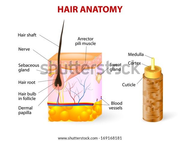 Hair anatomy and hair follicle. Vector diagram.
The hair shaft grows from the hair follicle consisting of
transformed skin tissue.