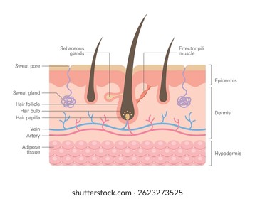 Hair anatomy, structure, integumentary, diagram. Human skin anatomy infographics with cross section hair follicle and vessels.