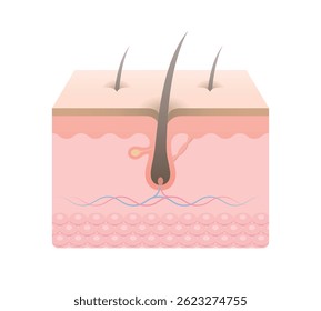 Hair anatomy, structure, integumentary, diagram. Human skin anatomy infographics with cross section hair follicle and vessels.