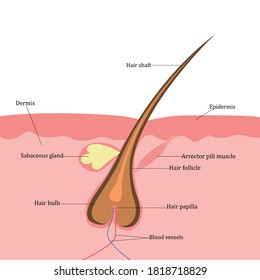 Hair Follicle Diagram High Res Stock Images Shutterstock