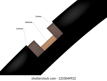 Hair Anatomy Vector / Infographic / Cortex Cuticle Medulla