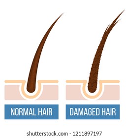 Hair Care Normal Damaged Hair Split Stock Vector (Royalty Free ...