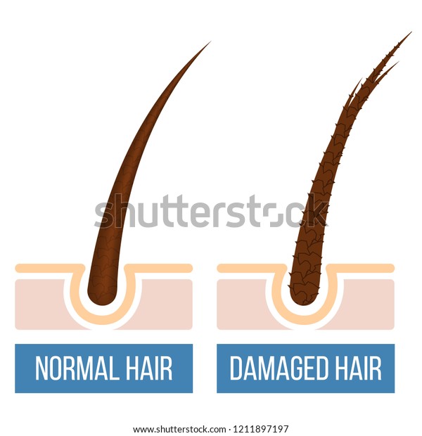 Hair Care Normal Damaged Hair Split Stock Vector Royalty Free