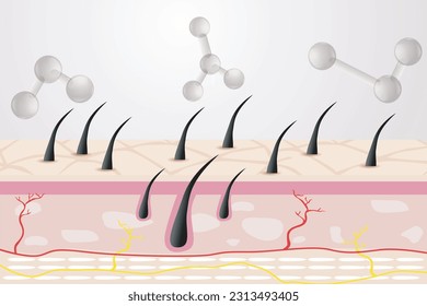Hair care serum follicle diagnostics. Anatomy skin, medical human, epidermis layer, vector illustration design