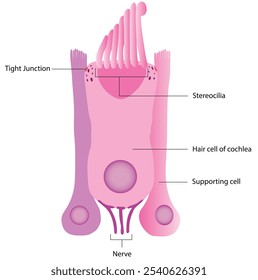 Hair cells, actin bundles, and unconventional myosins: Illustration of a cochlear hair cell with an inset displaying part of multiple stereocilia.