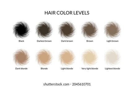 Hair color levels. Vector illustration.