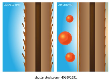 hair conditioner , vector .  protection