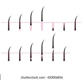hair cycle