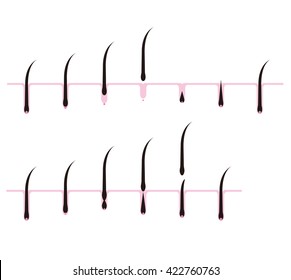 hair cycle