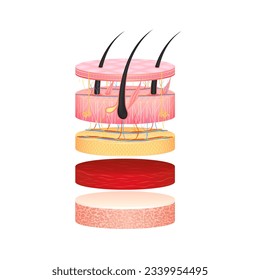 Capas adiposas de la epidermis del pelo, tejido hipodérmico, células grasas y músculo con hueso. Capa de la piel de la anatomía humana. Concepto de atención de la salud de la piel infografía de diagrama médico. Vector 3D aislado.