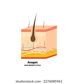 Hair follicle in anagen phase shown in skin cross-section. Hair growth cycle medical educational poster. Removal, treatment and transplantation concept. Vector illustration.