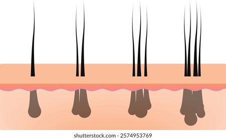 Hair Follicle Anatomy Design Vector Illustration
