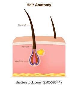 Hair follicle anatomy vector. Skin layers and hair follicle. Hair structure. Medical and science education.