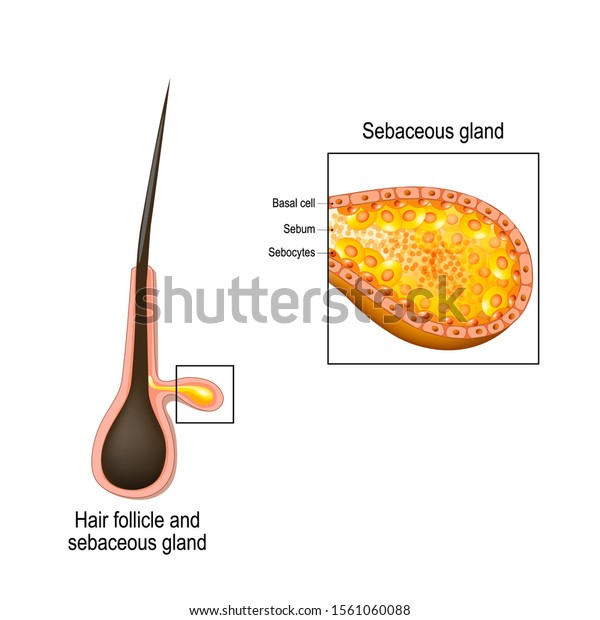 hair follicle.\
Cross section of sebaceous gland.  Close up of Sebocytes that\
secrete sebum (oily or waxy\
matter)