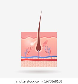 hair follicle icon human internal organ anatomy biology healthcare medical concept body system flat vector illustration