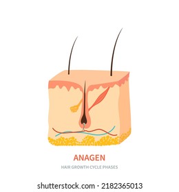 Hair Follicle In A New Anagen Phase Shown In Skin Cross-section. Hair Growth Cycle Medical Educational Poster. Removal, Treatment And Transplantation Concept. Vector Illustration.