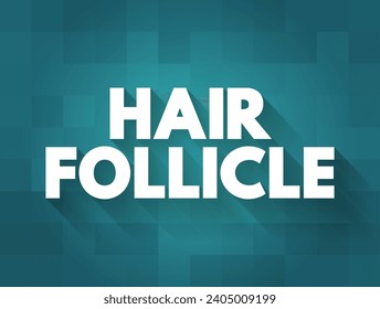 Hair Follicle is an organ found in mammalian skin, text concept background