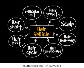 Hair Follicle is an organ found in mammalian skin, mind map text concept background
