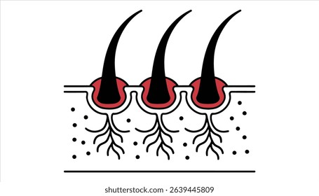 Hair Follicle and Root Structure in Skin. Medical Anatomy Vector Illustration.	
