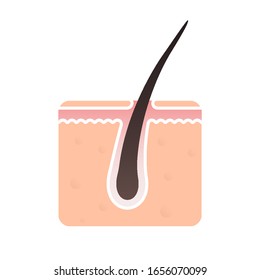 Hair follicle structure vector flat icon. Hair bulb follicle pore, head skin dermatology treatment, dandruff shampoo and hair transplantation design