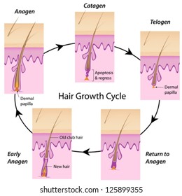 hair growth cycle chart - Part.tscoreks.org