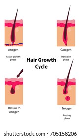 Hair Growth Cycle