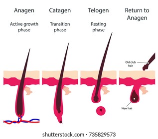 Hair Growth Cycle