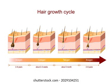 Hair growth cycle from Anagen to Catagen, and Telogen. Poster about Hair growth phase for education and medical use. Cross section of the layers of the skin. Vector illustration