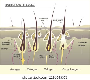 Hair Growth Cycle, anagen, catagen, telogen, early anagen, hair matrix, dermis, epidermis, sebaceous gland, hair follicle, hair shaft, arrector pili muscle, dermal papilla vector illustration.