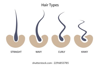 Hair Growth Cycle, anagen, catagen, telogen, early anagen, hair matrix, dermis, epidermis, sebaceous gland, hair follicle, hair shaft, arrector pili muscle, dermal papilla vector illustration.