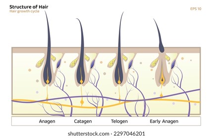 Hair Growth Cycle, anagen, catagen, telogen, early anagen, hair matrix, dermis, epidermis, sebaceous gland, hair follicle, shaft, long hair women template vector illustration.
