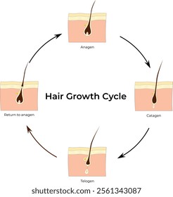 Hair Growth Cycle, Anagen, Catagen, Return to Anagen, Telogen, Vector Illustration