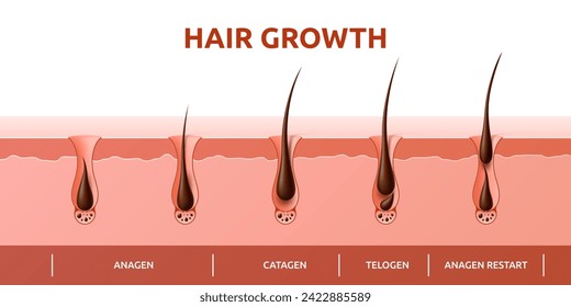 Hair growth cycle of follicles phase diagram with human scalp hair roots structure, vector infographics. Hair grow cycle from anagen, catagen to telogen, hair follicle bulbs phase for trichology info