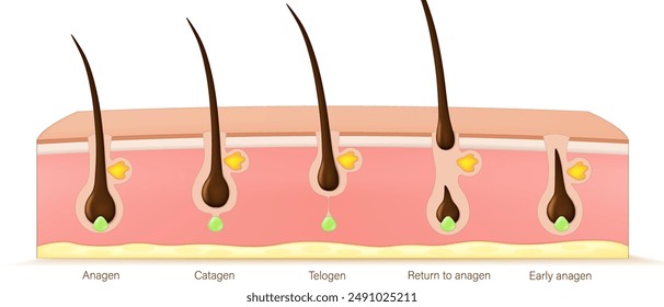 Ciclo de crecimiento del pelo o Vector de la fase folicular. Anágeno, Catágeno y Telógeno de fase de bulbos de pelo. Anatomía del folículo piloso humano.