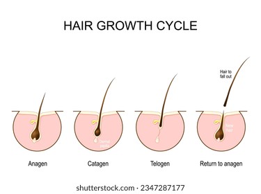 Hair growth cycle. Human skin. Follicle anatomy. Anatomical poster. Hair growth phase step by step. Stages from Anagen, and telogen, to catagen. Cross section of the skin layers.